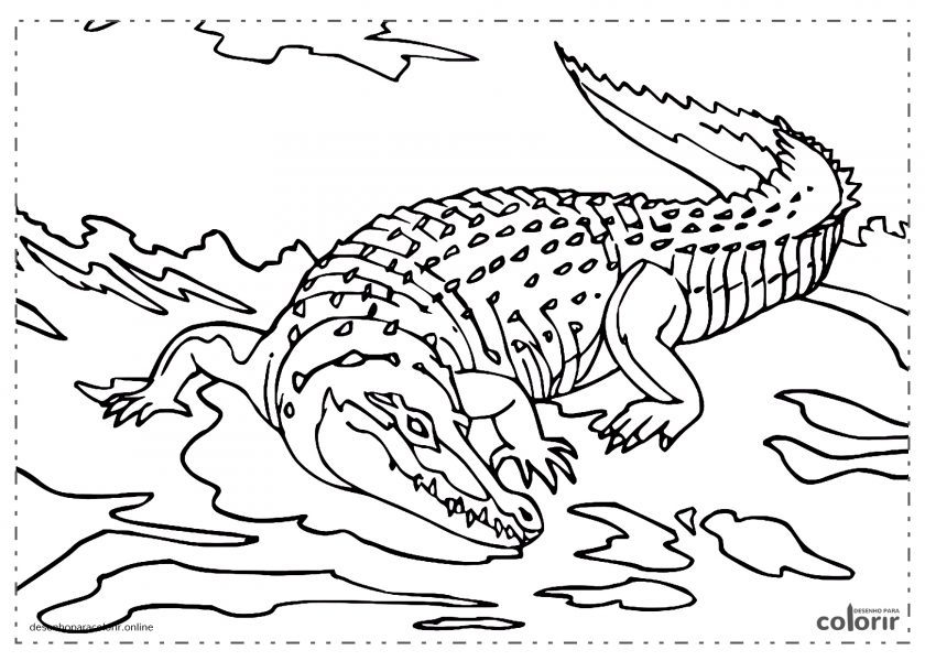 Crocodilo na agua