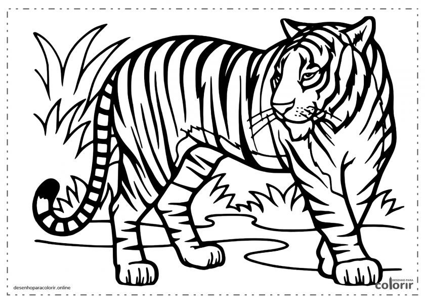 Tigre salvagem